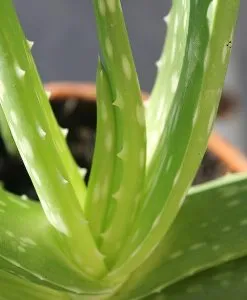 Aloe Butter