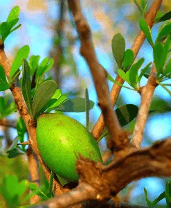 Argan - Virgin Carrier Oil
