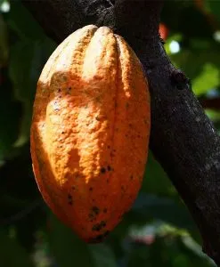 Cocoa Organic Butter