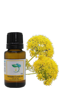 Galbanum Essential Oil