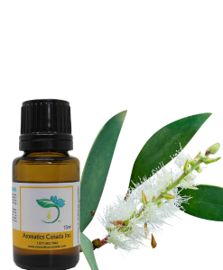 Niaouli Essential Oil