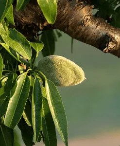 Almond Sweet Refined (Spain)
