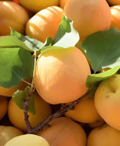 Apricot Kernel - Cosmetic Grade - Refined