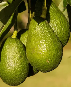 Avocado - Cosmetic Grade - Refined