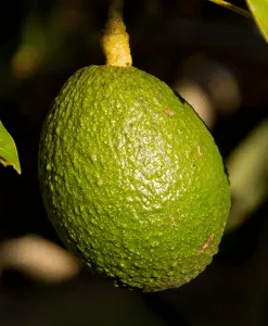 Avocado - Extra Virgin