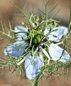 Black Cumin Seed - Refined