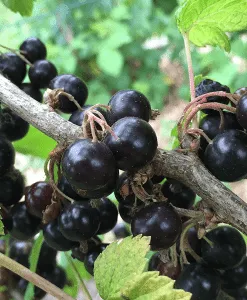 Black Currant Seed