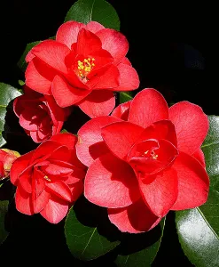 Camellia Seed