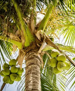 Coconut Fractionated - MCT 60/40