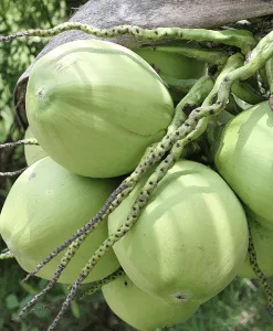 Coconut (RBD)
