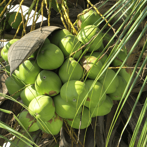Coconut (Refined) Organic