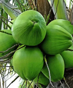 Coconut (Virgin)