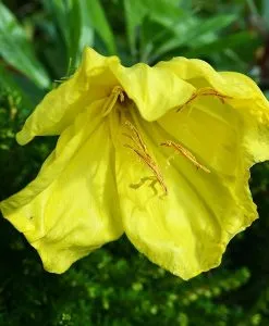 Evening Primrose (Refined)