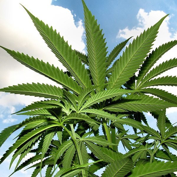 Hemp Seed (Unrefined) Organic