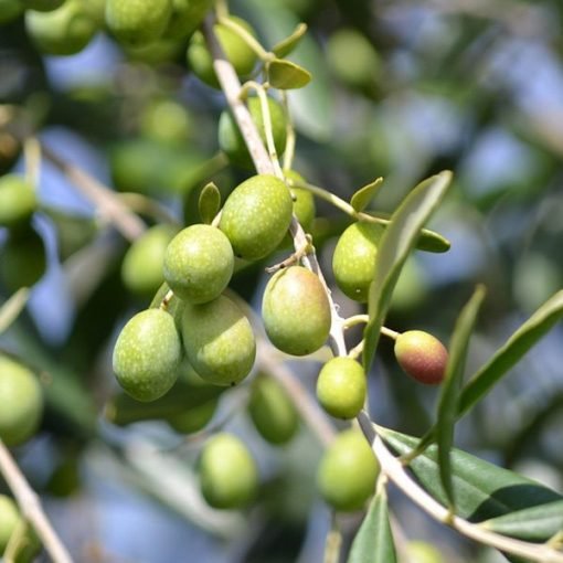 Olive (Extra Virgin) Organic