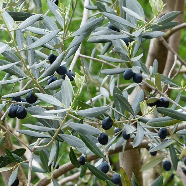 Olive - Refined