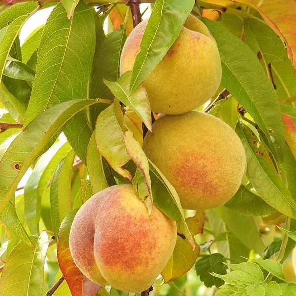 Peach Kernel (Refined) Carrier Oil