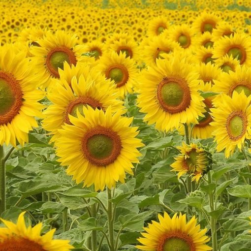 Sunflower Carrier Oil