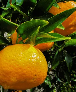 Tangerine Butter