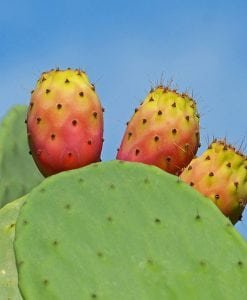 Prickly-Pear-Butter