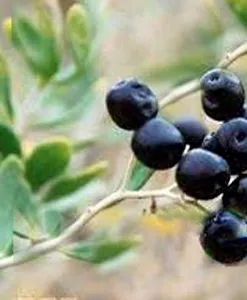 Black Goji Butter