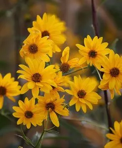 Arnica Butter