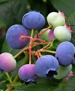 Bilberry Butter