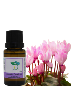 Cyclamen-Absolute-Oil