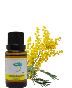 Mimosa Absolute Oil