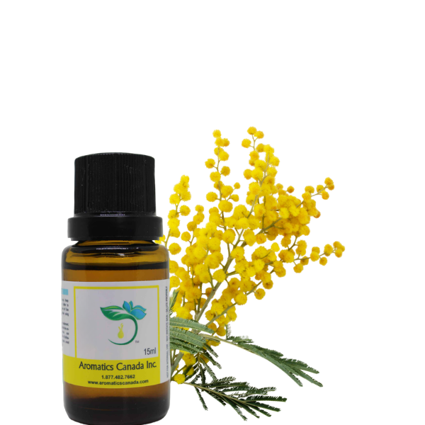 Mimosa Absolute Oil