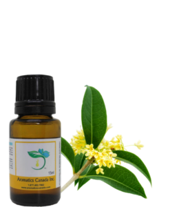 Osmanthus Absolute Oil